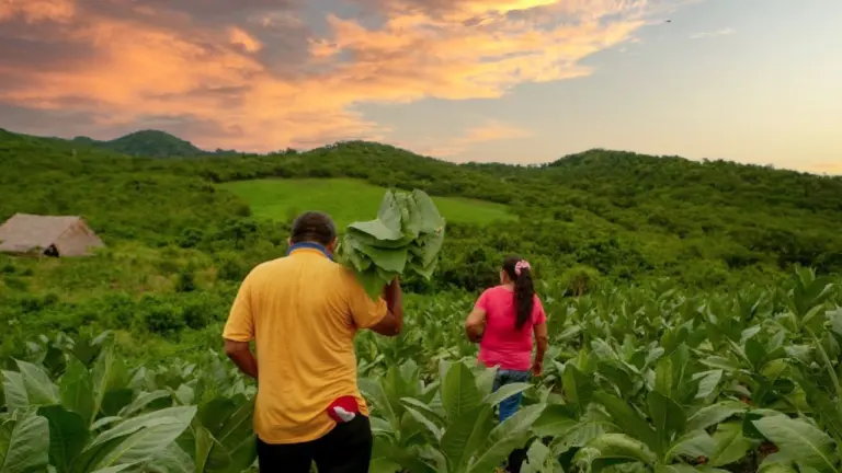 Gobierno Petro quiere redistribuir tierra con compras masivas, predial y hasta extinción de dominio